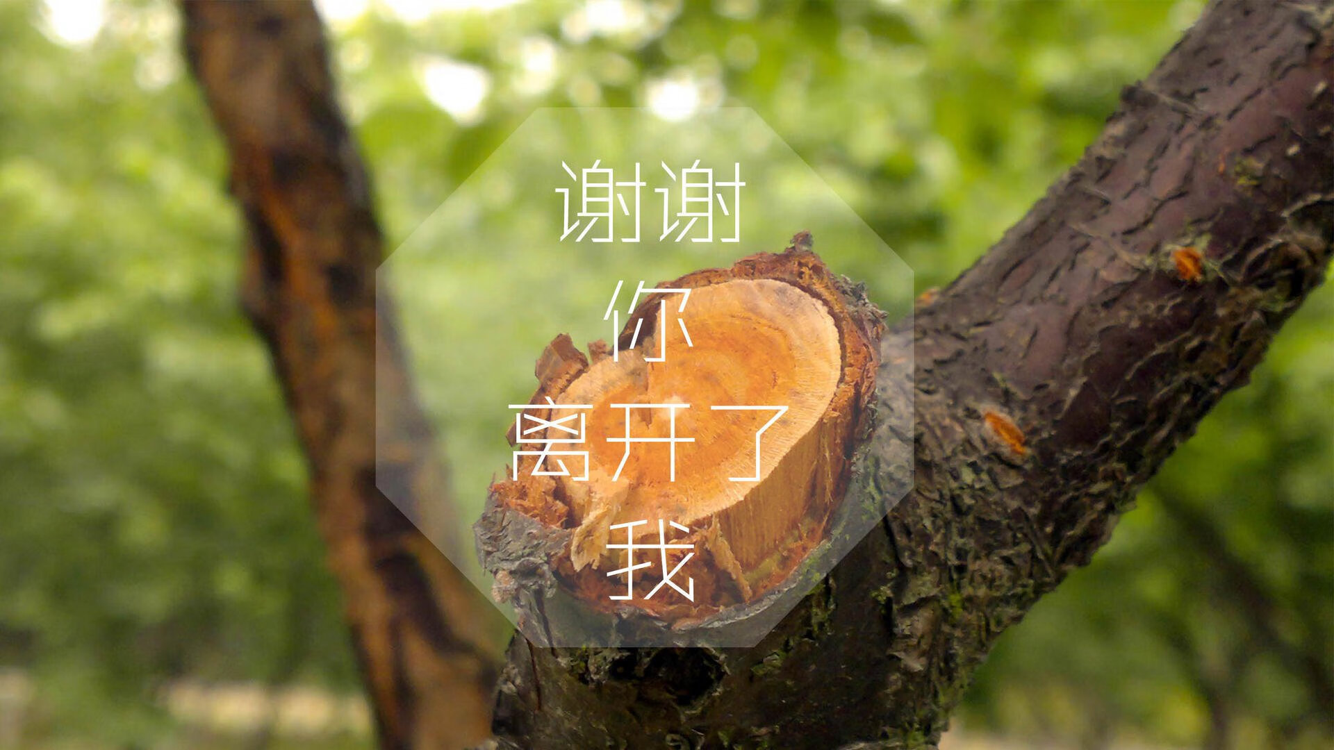 数字青训体系创新应用，个性化培养青少年未来潜力，数字青春