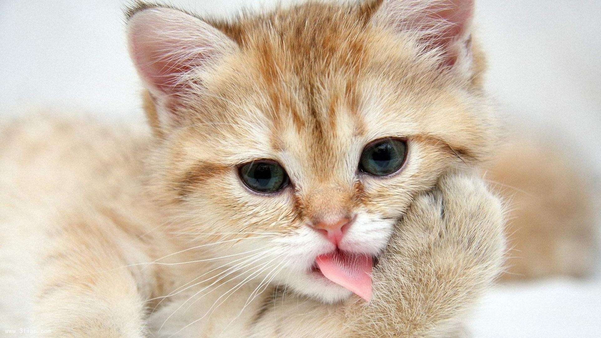 拉丁美洲篮球联赛中，阿根廷队一路高歌猛进，期待冲击奥运舞台